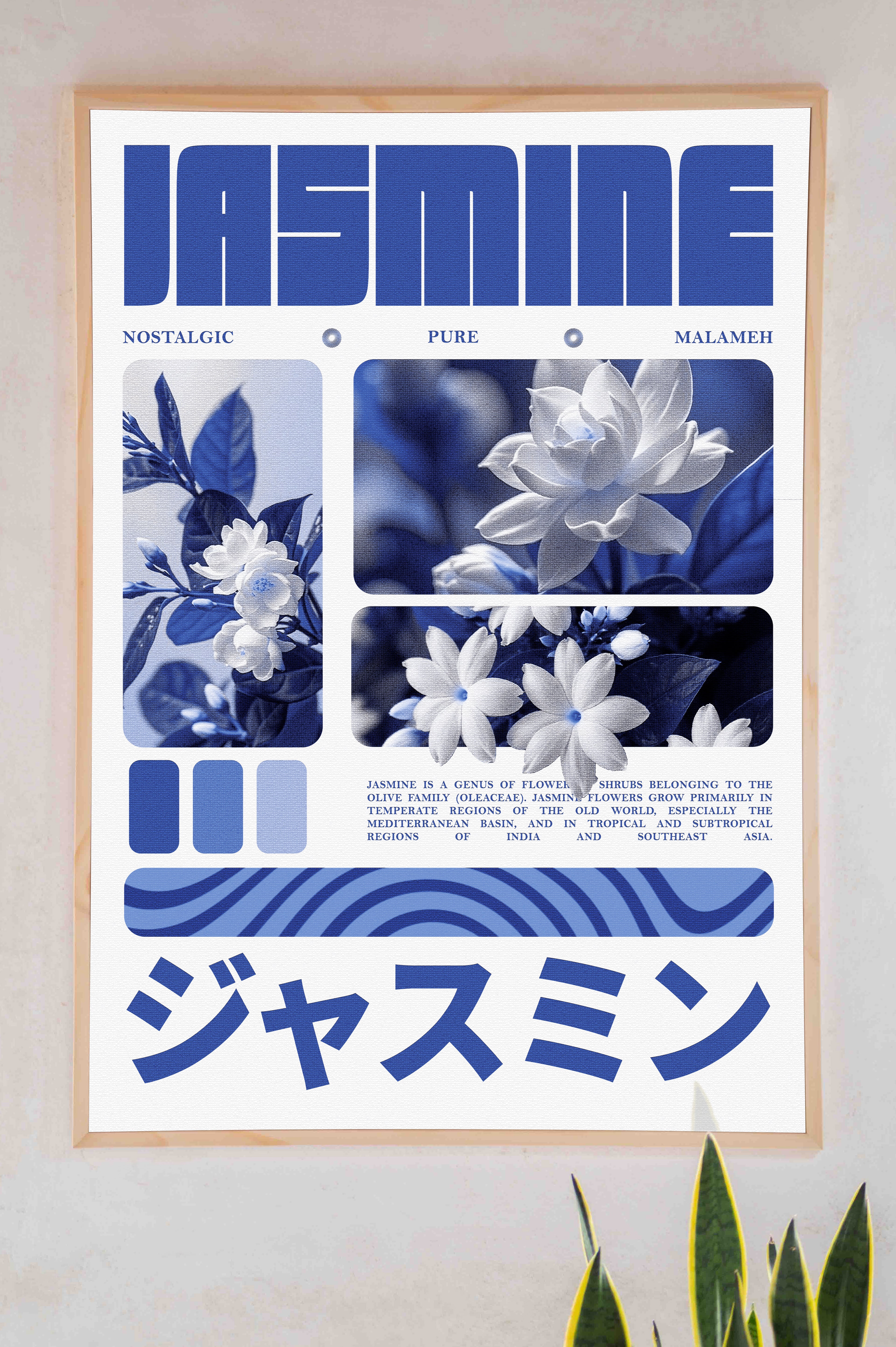 Jasmine